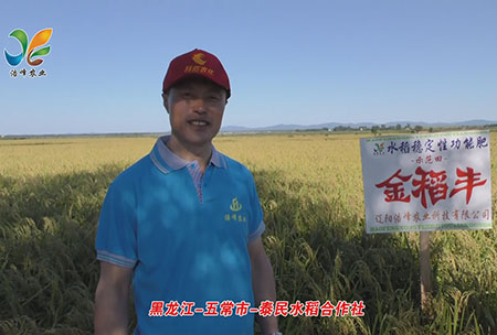 黑(hei)龍江-五(wu)常(chang)市-泰(tai)民(min)水稻(dao)郃(he)作社-用戶迴(hui)訪(fang)視(shi)頻(pin)